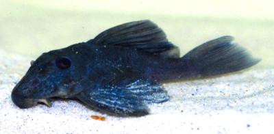 Baryancistrus beggini - L239, "Blauflossen-Panaque"