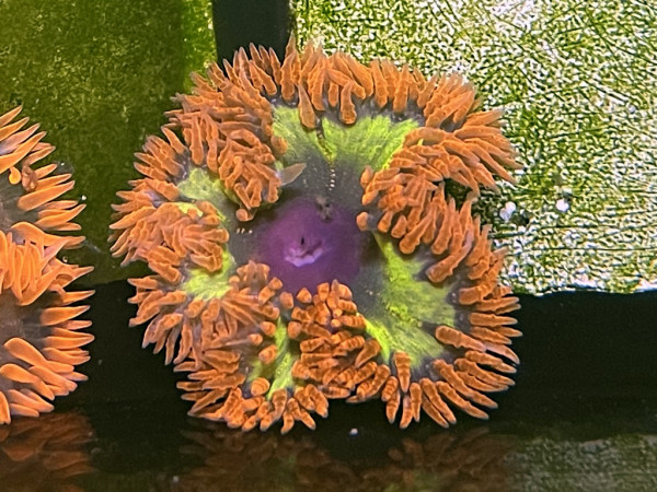 Phymanthus crucifer - karibische Perlenanemone ultra farbig