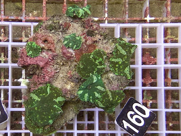 Discosoma spec. (160)