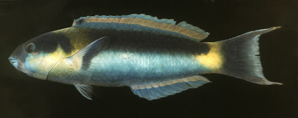 Thalassoma genivittatum - Gelbwangen-Junker, Männchen