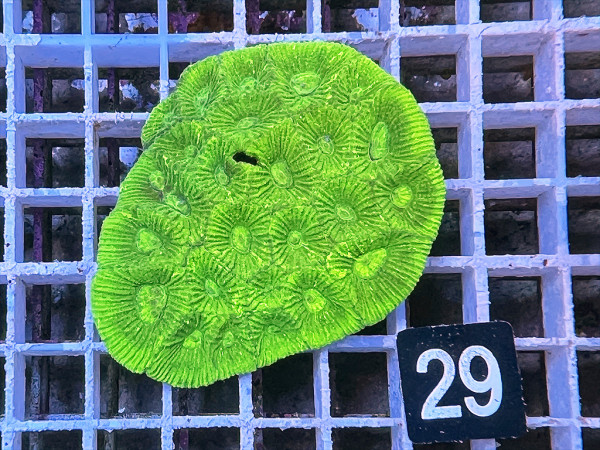 Goniastrea spec. (29)