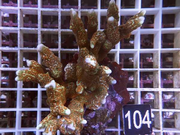 Montipora samarensis - Montipora samarensis red (104)
