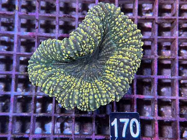 Lobophyllia spec. - Hirnkoralle ultra (170)