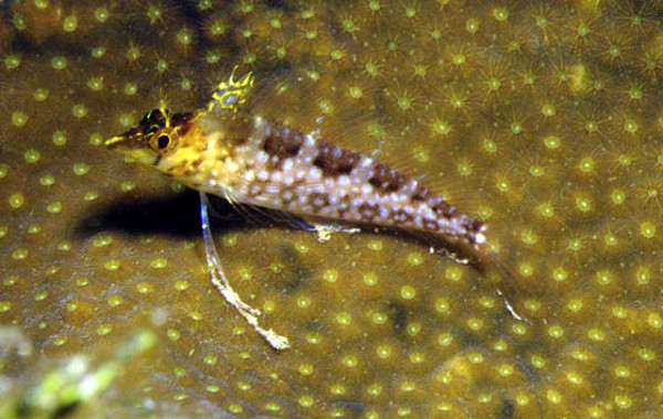 Malacoctenus boehlkei - Diamant-Schleimfisch, Karibik - selten!