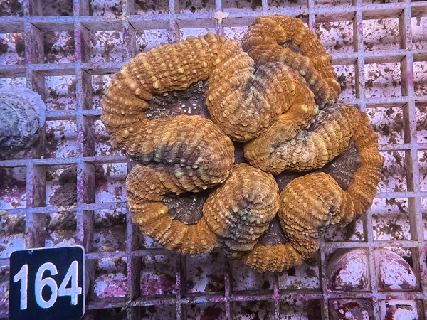 Lobophyllia spec. - Hirnkoralle ultra (164)