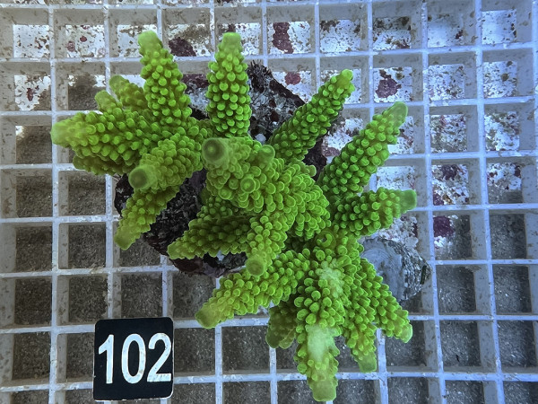 Acropora spec. (102)