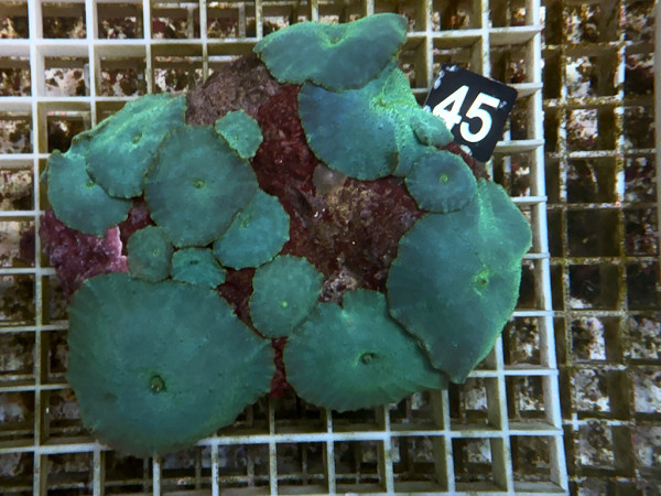 Discosoma spec. - Scheibenanemonen, blau (45)