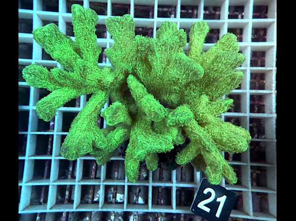 Hydnophora spec. - Pickelkoralle, neon grün (21)