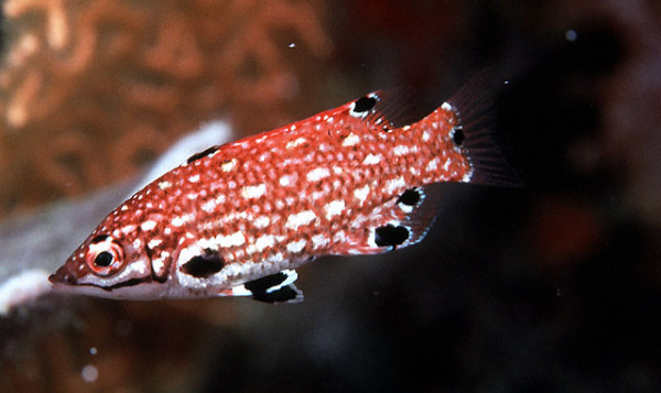 Bodianus diana - roter Schweinslippfisch