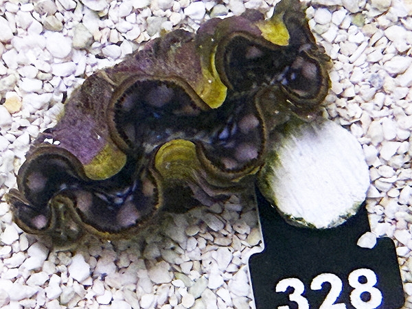 Tridacna maxima 5-6 cm (328)