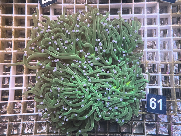 Euphyllia glabrescens green (61)