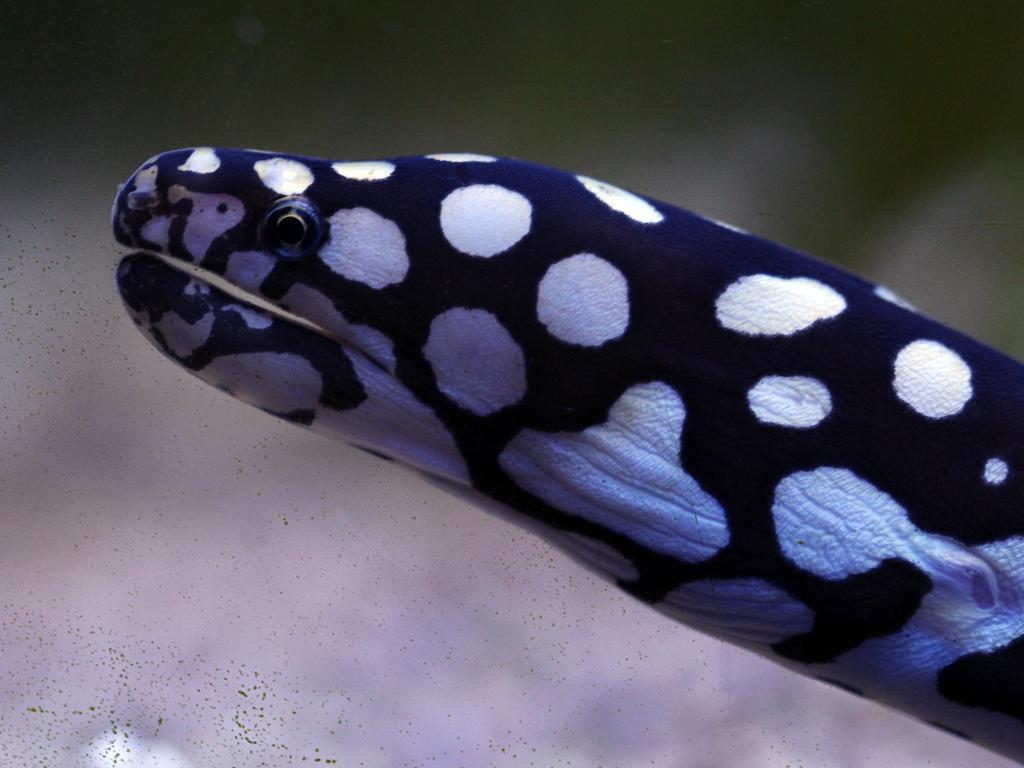 MuraenidaeMuränen für Ihr Meeresaquarium kaufen AqZeNo Aquaristik