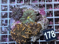 Ricordea yuma - Yuma Scheibenanemonen orange (178) Ricordea yuma - Yuma Scheibenanemonen orange (178)