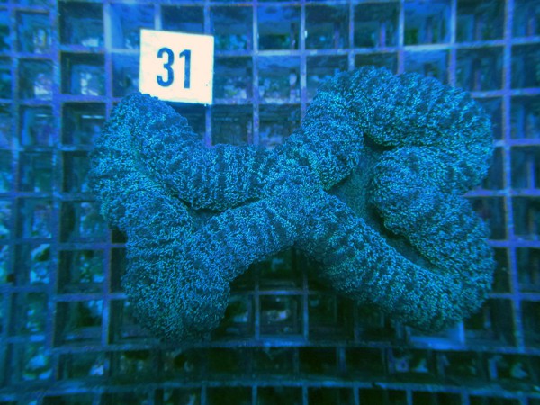 Lobophyllia spec. (31)