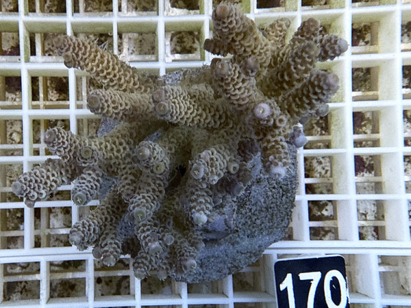 Acropora millepora (170)
