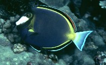 Acanthurus japonicus - Philippinen-Doktorfisch