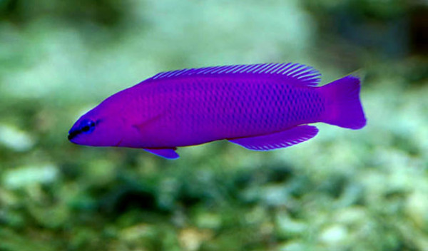 Pseudochromis fridmani - Fridmanns Zwergbarsch NZ (3-4cm)