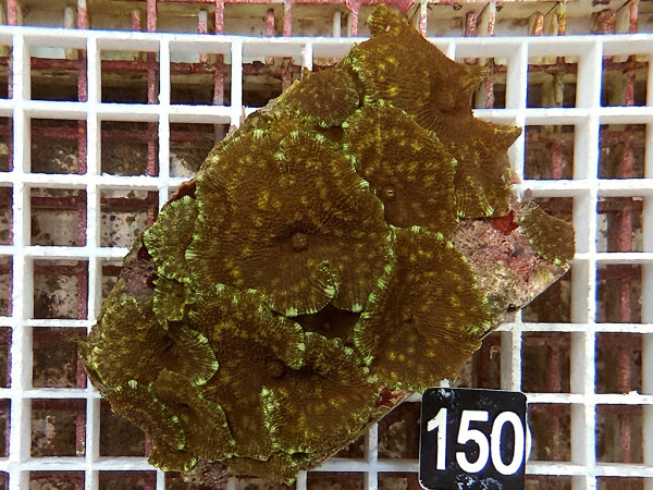 Discosoma spec.(150)