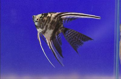 Pterophyllum scalare - Marmor Skalar
