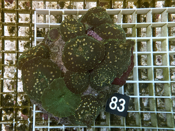 Discosoma spec. - Scheibenanemonen (83)