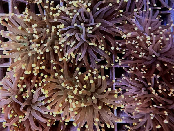 Euphyllia glabrescens BlackTorchYellowTip Einzelpolyp