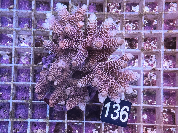 Acropora millepora (136)