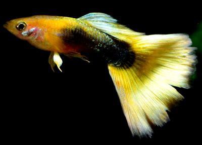 Poecilia reticulata - Tuxedo Gelb Guppy Männchen