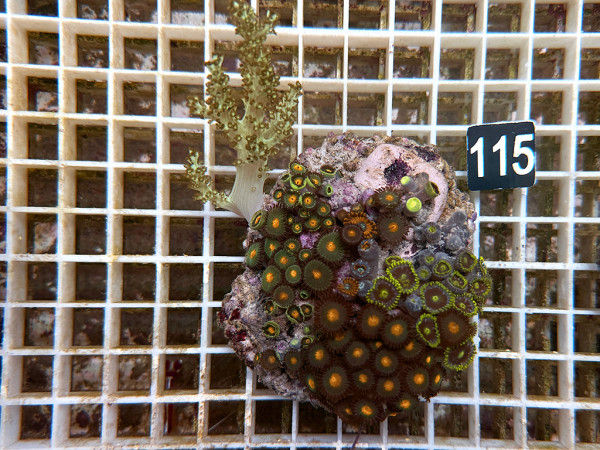 Zoanthus spec. Krustenanemonen (115)