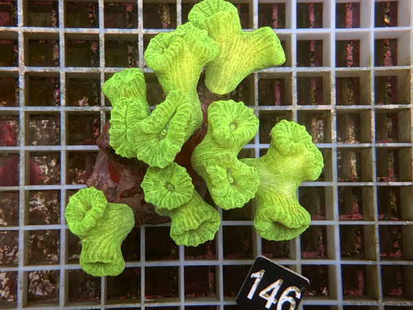 Caulastrea spp. - neon (146)