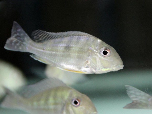 Geophagus surinamensis - Surinam-Erdfresser