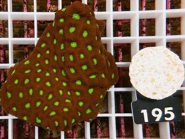Favites spec. - Favites ultra (195)