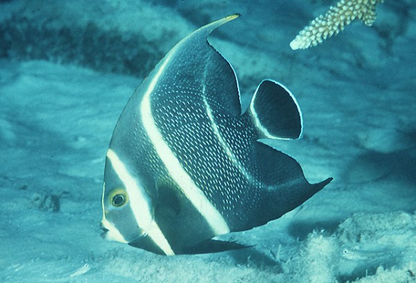 Pomacanthus paru - Franzosenkaiser juvenile