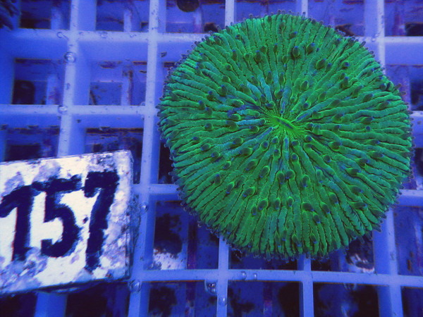 Fungia spec. green (157)