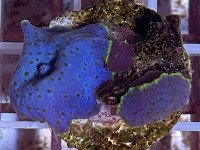 Discosoma spec. - Scheibenanemonen. blau Einzelpolyp Discosoma spec. - Scheibenanemonen. blau Einzelpolyp