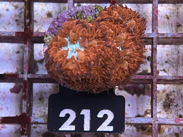 Blastomussa merleti - Blastomussa rot Frag (212)