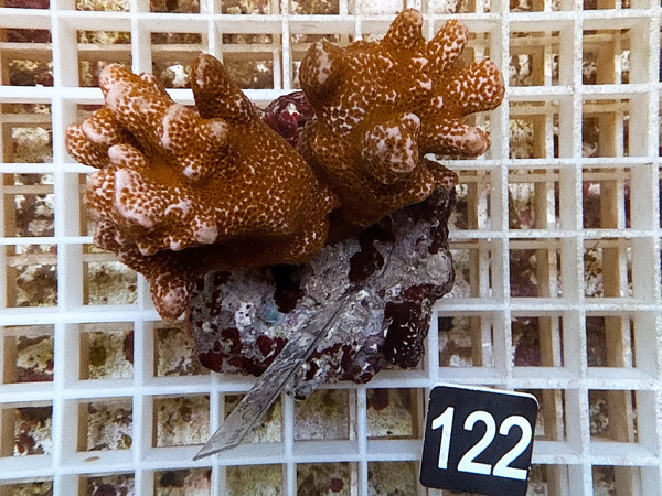 Montipora samarensis - Montipora samarensis red (122)