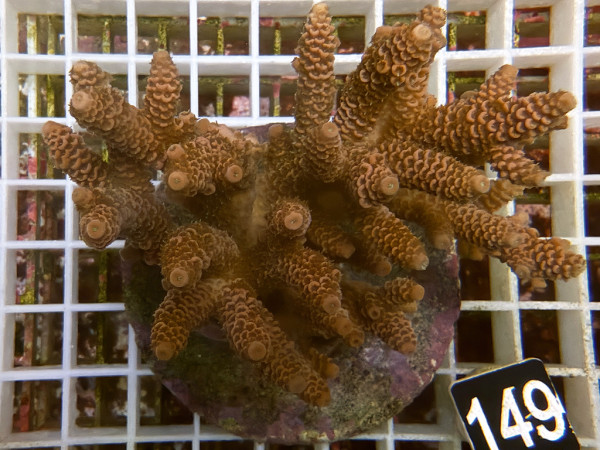Acropora millepora (149)
