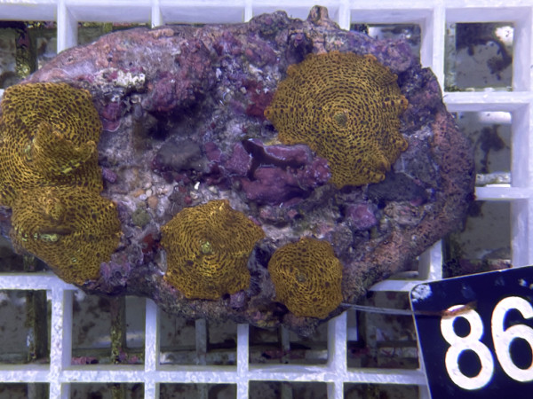 Discosoma spec. - gold (86)