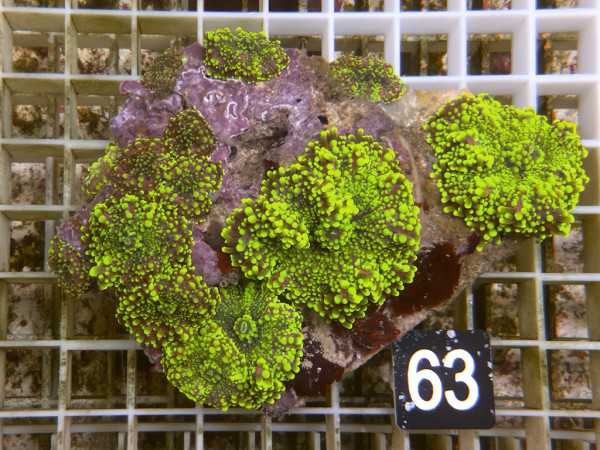 Ricordea yuma - Yuma Scheibenanemonen neon (63)