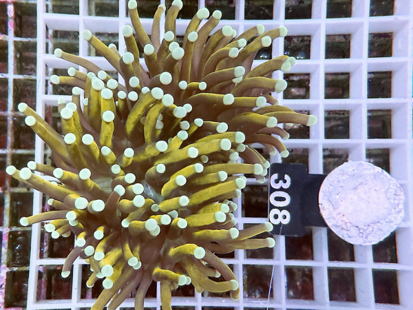 Euphyllia glabrescens GoldenTorch Doppelpolyp (308)