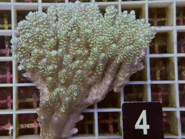 Acropora sp. ultra (4)