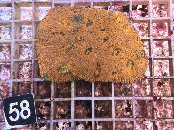 Acanthastrea echinata (58)