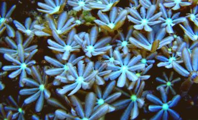 Knopia octocontacanalis - kleine grüne Stolonifera