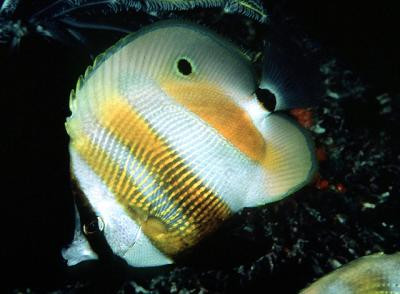 Coradion chrysozonus - Augenfleck-Korallenfisch