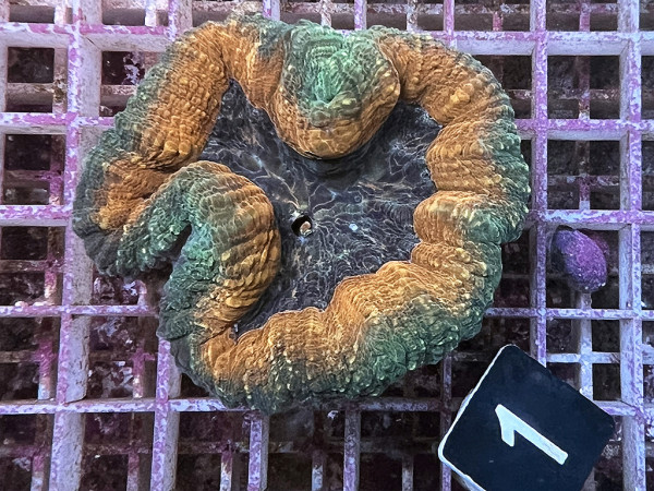 Lobophyllia spec. - Hirnkoralle ultra (1)