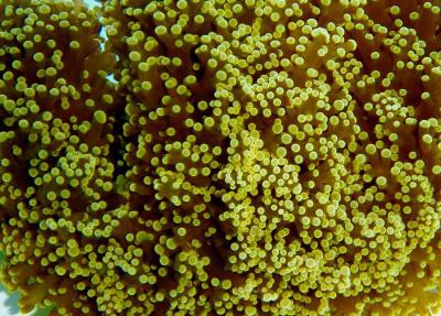 Euphyllia divisa - Froschlaich-Koralle (E 01149/18) grün