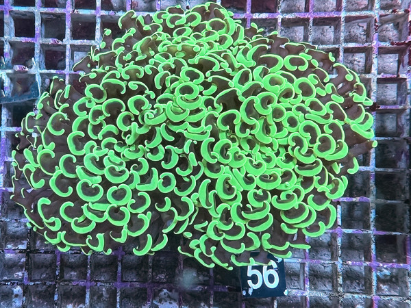 Euphyllia ancora - neon green (56)