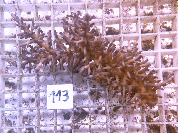 Acropora echinata (113)