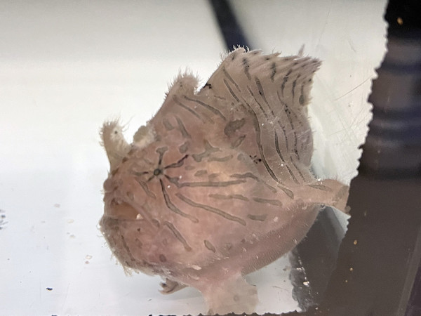 Antennarius hispidus - Zottiger Anglerfisch