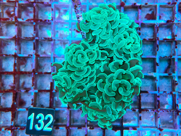 Euphyllia paraancora green (132)